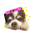 チワワンパスタ（個別スタンプ：5）