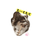 チワワンパスタ（個別スタンプ：6）