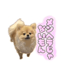 量産型ぴえんポメラニアン（個別スタンプ：1）