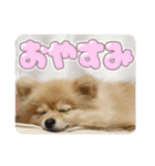 量産型ぴえんポメラニアン（個別スタンプ：2）