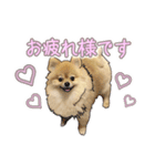 量産型ぴえんポメラニアン（個別スタンプ：3）