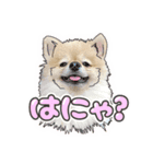 量産型ぴえんポメラニアン（個別スタンプ：5）