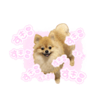 量産型ぴえんポメラニアン（個別スタンプ：6）