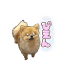 量産型ぴえんポメラニアン（個別スタンプ：7）