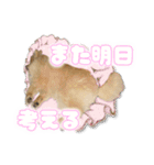 量産型ぴえんポメラニアン（個別スタンプ：10）