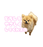 量産型ぴえんポメラニアン（個別スタンプ：11）