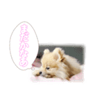 量産型ぴえんポメラニアン（個別スタンプ：12）