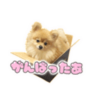 量産型ぴえんポメラニアン（個別スタンプ：16）