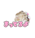量産型ぴえんポメラニアン（個別スタンプ：17）