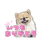 量産型ぴえんポメラニアン（個別スタンプ：18）