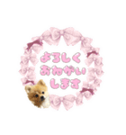 量産型ぴえんポメラニアン（個別スタンプ：22）