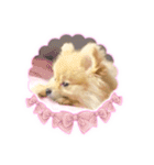 量産型ぴえんポメラニアン（個別スタンプ：23）