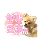 量産型ぴえんポメラニアン（個別スタンプ：24）