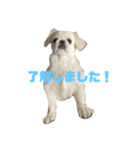 メイさんのマイペースな日常（個別スタンプ：16）