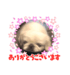 ペキニーズメイさん（個別スタンプ：3）