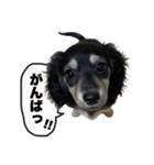 エデルさん。の日常（個別スタンプ：4）