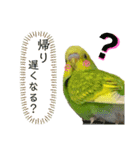うちのインコさん達2（Ouchinoinko2）（個別スタンプ：3）