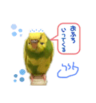 うちのインコさん達2（Ouchinoinko2）（個別スタンプ：4）