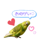 うちのインコさん達2（Ouchinoinko2）（個別スタンプ：5）