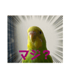 うちのインコさん達2（Ouchinoinko2）（個別スタンプ：6）