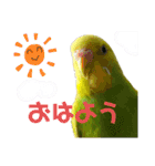 うちのインコさん達2（Ouchinoinko2）（個別スタンプ：8）