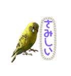 うちのインコさん達2（Ouchinoinko2）（個別スタンプ：9）