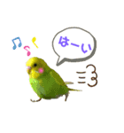 うちのインコさん達2（Ouchinoinko2）（個別スタンプ：10）