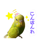 うちのインコさん達2（Ouchinoinko2）（個別スタンプ：11）