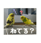 うちのインコさん達2（Ouchinoinko2）（個別スタンプ：13）