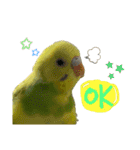 うちのインコさん達2（Ouchinoinko2）（個別スタンプ：17）