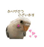 うちのインコさん達2（Ouchinoinko2）（個別スタンプ：18）