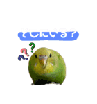 うちのインコさん達2（Ouchinoinko2）（個別スタンプ：20）