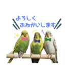 うちのインコさん達2（Ouchinoinko2）（個別スタンプ：21）