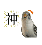 うちのインコさん達2（Ouchinoinko2）（個別スタンプ：22）