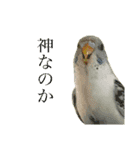 うちのインコさん達2（Ouchinoinko2）（個別スタンプ：23）