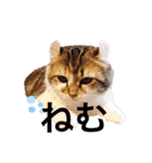 ねむねこスタンプ（ねず＆える）（個別スタンプ：2）