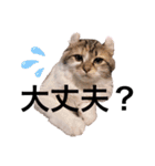 ねむねこスタンプ（ねず＆える）（個別スタンプ：6）