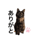 ねむねこスタンプ（ねず＆える）（個別スタンプ：9）
