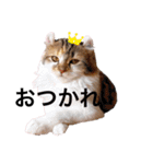 ねむねこスタンプ（ねず＆える）（個別スタンプ：13）
