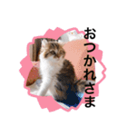 ねむねこスタンプ（ねず＆える）（個別スタンプ：14）