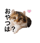 ねむねこスタンプ（ねず＆える）（個別スタンプ：16）