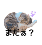 ねむねこスタンプ（ねず＆える）（個別スタンプ：17）