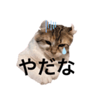 ねむねこスタンプ（ねず＆える）（個別スタンプ：21）