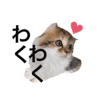 ねむねこスタンプ（ねず＆える）（個別スタンプ：28）