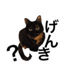 ねむねこスタンプ（ねず＆える）（個別スタンプ：36）