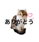 ねむねこスタンプ（ねず＆える）（個別スタンプ：38）
