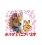 豆柴 あいさつ（個別スタンプ：1）