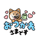 豆柴 あいさつ（個別スタンプ：5）