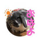 蒼空のおうちスタンプ①（個別スタンプ：12）