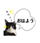 マスオと愉快な仲間達（個別スタンプ：3）